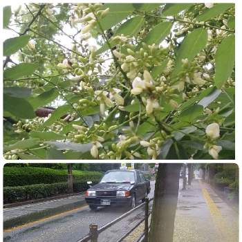 木に成る花が好きの投稿画像一覧 Greensnap グリーンスナップ