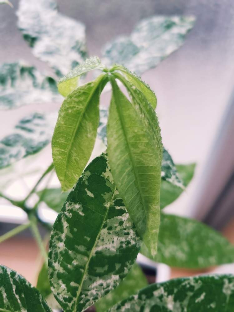 パキラミルキーウェイ実生の投稿画像 By いるか60さん パキラミルキーウェイと観葉植物とパキラ属と植中毒と花のある暮らしと実生パキラとgreen Up 19月7月21日 Greensnap グリーンスナップ