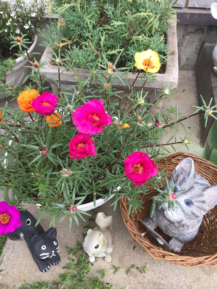 といくんさんの投稿画像 19月7月21日 Greensnap グリーンスナップ