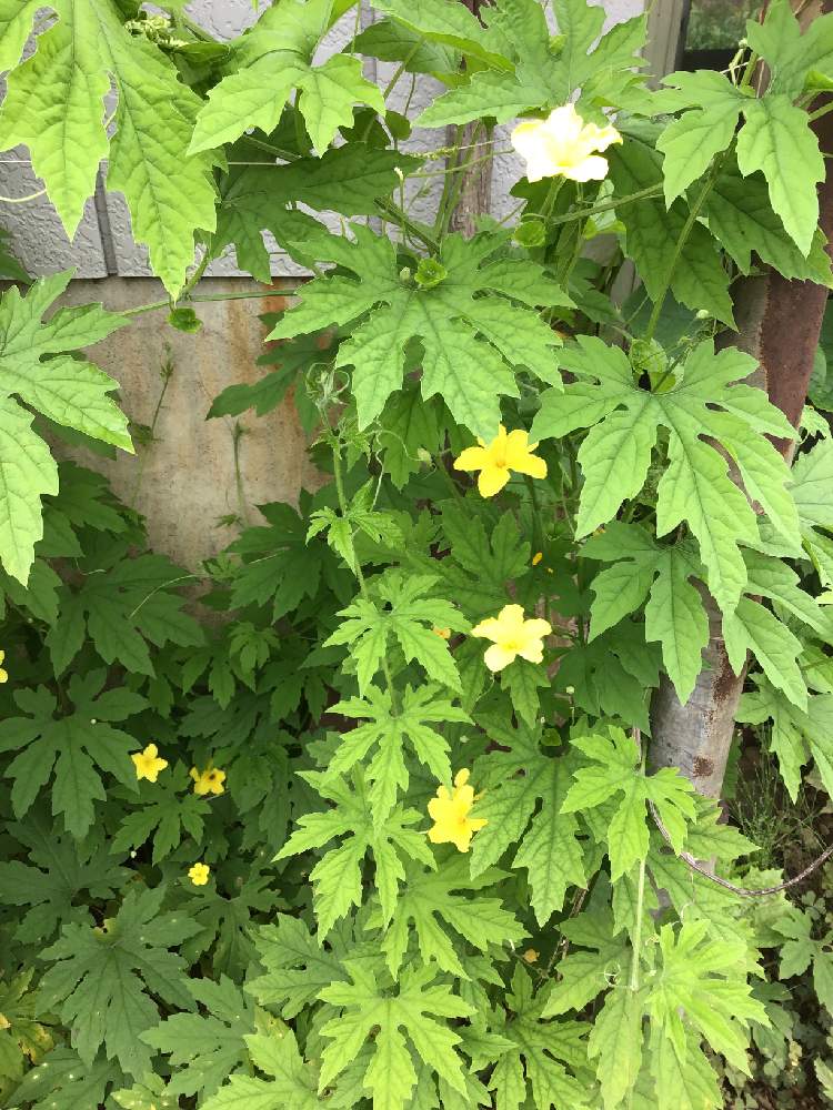 といくんさんの投稿画像 19月7月21日 Greensnap グリーンスナップ