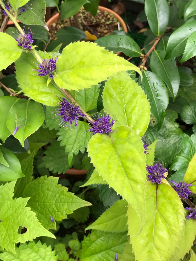 スズカケソウの投稿画像 By Vogel さん 鉢植えと山野草 19月7月21日 Greensnap グリーンスナップ