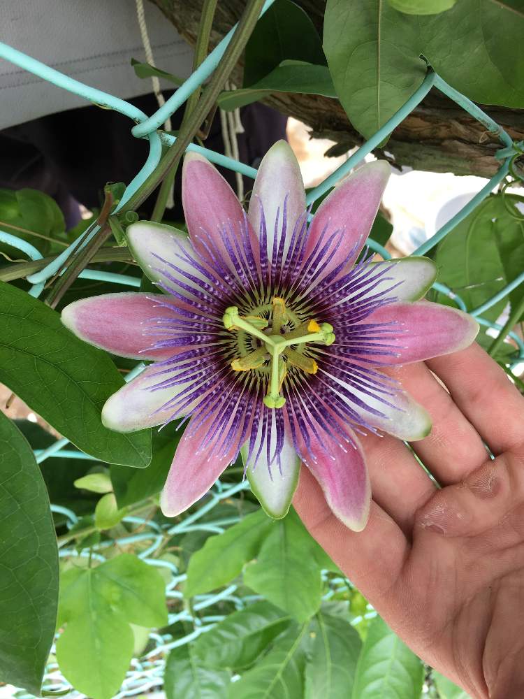 トケイソウの投稿画像 By 村人uさん パッシフローラ ベロッティーと小さな庭とトケイソウ科と植物男子と植物だいすきと愛媛県と植中毒と今日の花とトケイソウの花とガーデニングと花のある暮らしとお庭とお花とトケイソウ科と植物男子と植物だいすきと愛媛県と植中毒と