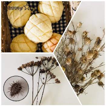 オルレアの種の投稿画像一覧 Greensnap グリーンスナップ