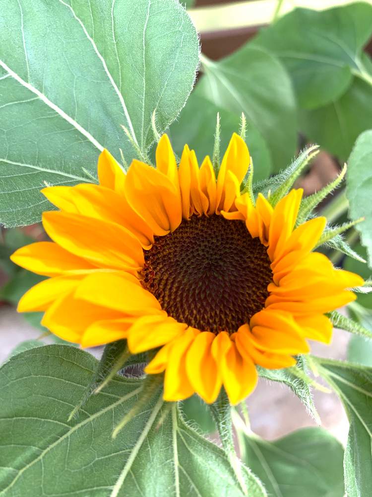 ひまわり切り花用ミックスの投稿画像 By 黄身さん タネから切り花へとバリバリの初心者ですと初心者も初心者と花のある暮らしと超 超初心者と夏でも元気な花フォトコン 19月7月21日 Greensnap グリーンスナップ