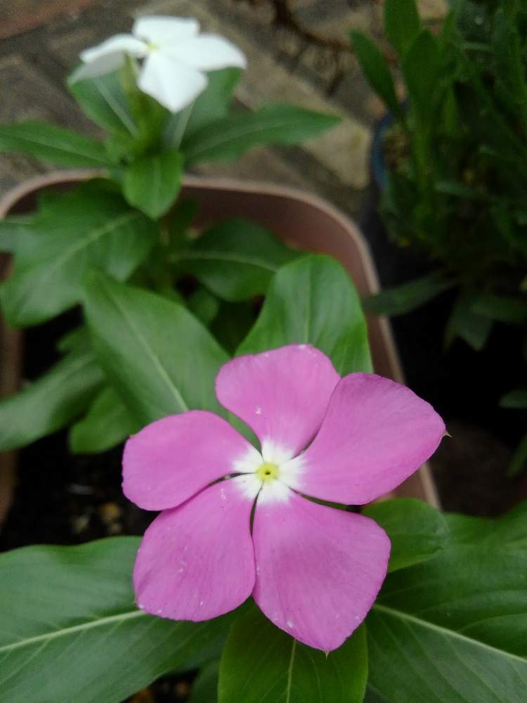 花のある暮らしの投稿画像 By みぃやんさん ニチニチソウ 19月7月21日 Greensnap グリーンスナップ