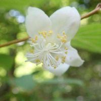 マタタビの画像