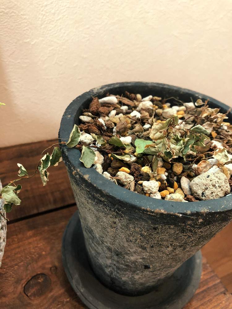 フィカス プミラの投稿画像 By Tさん どうか枯れないで と復活して 19月7月21日 Greensnap グリーンスナップ