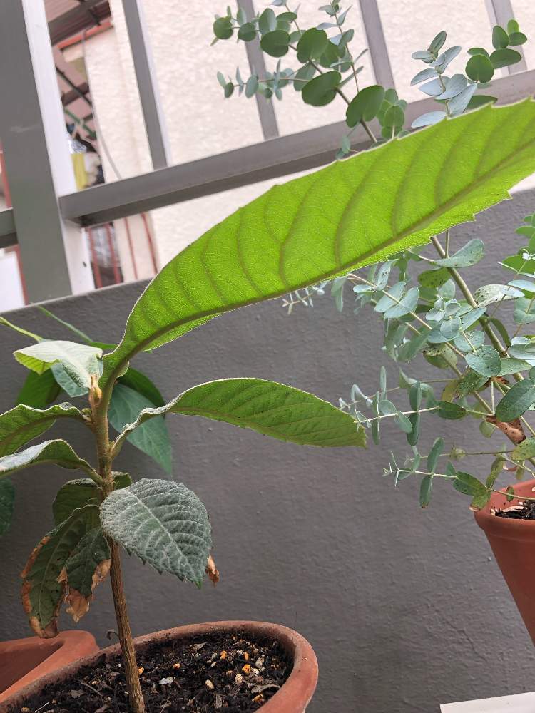 ユーカリグニーの投稿画像 By もんさん 枇杷とバルコニー ベランダと実のなる木と種から育てる とびわりんと実のなる木と種から育てる とびわりん 19月7月21日 Greensnap グリーンスナップ Greensnap グリーンスナップ