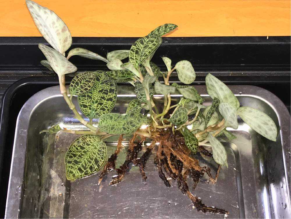 マコデスペトラの株分け Greensnap グリーンスナップ