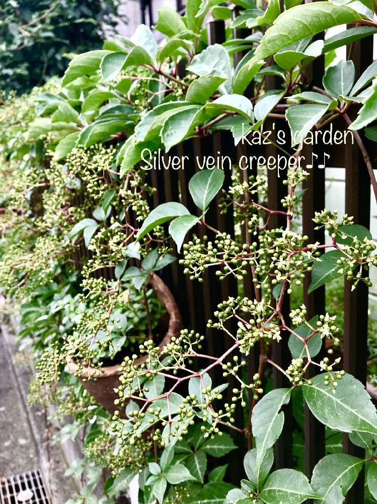 ヘンリーヅタの投稿画像 By かづこさん ヘンリーヅタの蕾とフェンスのグリーンカーテンと蔓性植物とマイガーデンと花のある暮らしと梅雨の晴れ間と ヘンリーヅタ花とヘンリーヅタはな とヘンリーヅタつぼみ とフェンスとフェンスのグリーンカーテンと蔓性植物とマイ