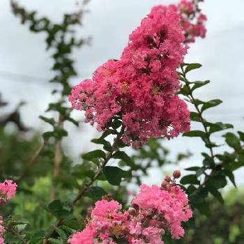 変な名前の投稿画像一覧 Greensnap グリーンスナップ