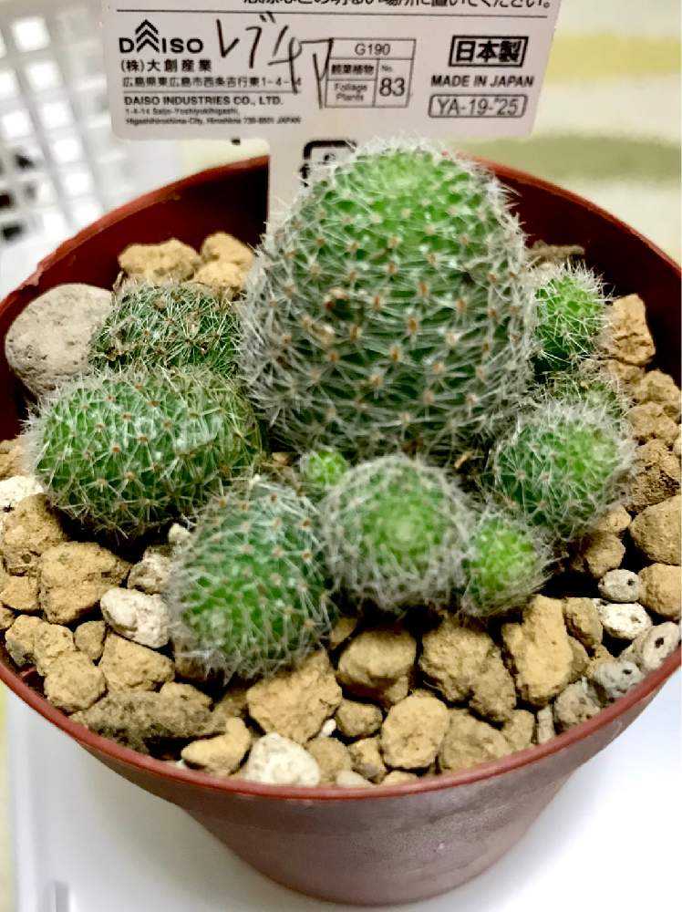 いつまで続くか不明なサボテン購入録｜🍀GreenSnap（グリーンスナップ）