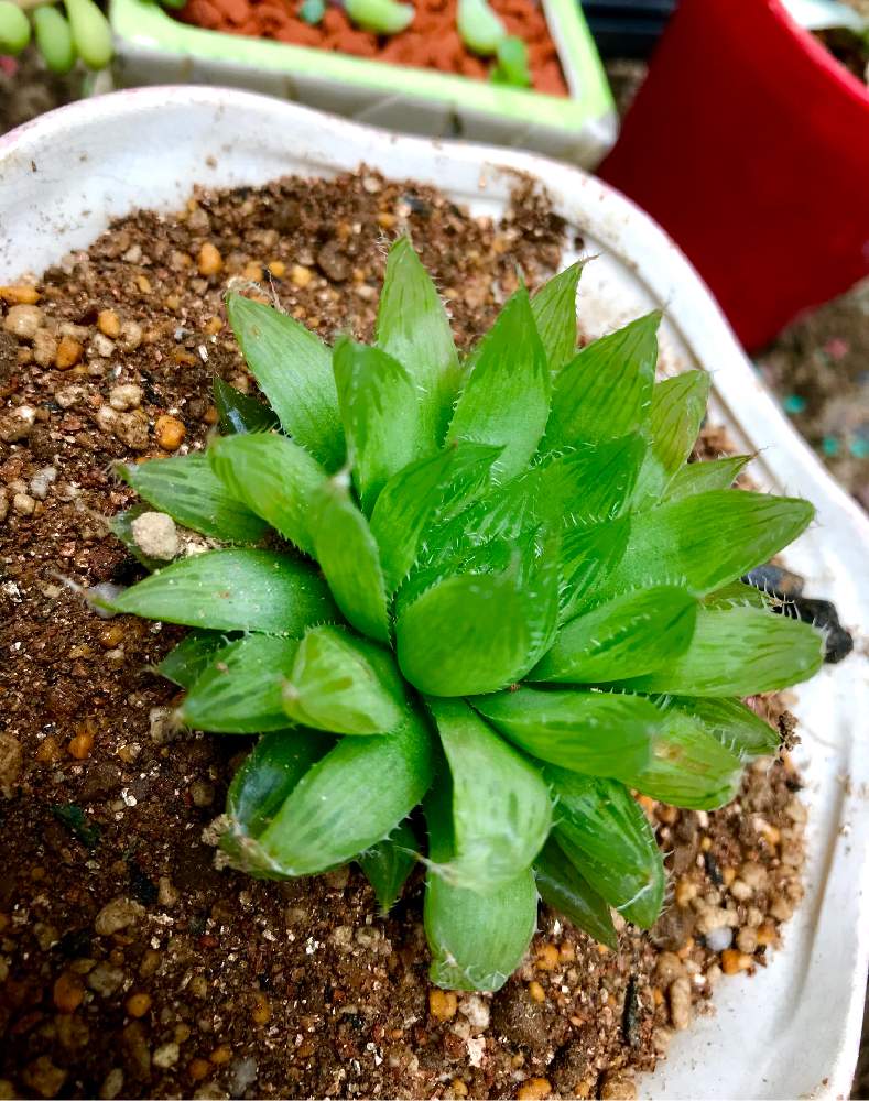 ハオルチアの投稿画像 By ごりさんさん 多肉植物とアロエ科と軟葉系ハオルチアとハオルチア属とhaworthia ハオルチア ハオルシアとアロエ属 19月7月21日 Greensnap グリーンスナップ