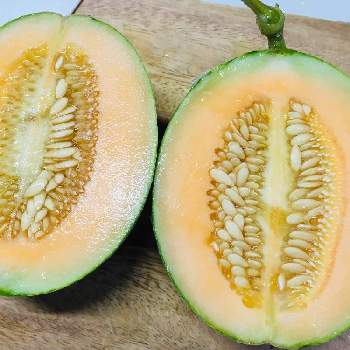 メロン ころあまの投稿画像一覧 Greensnap グリーンスナップ