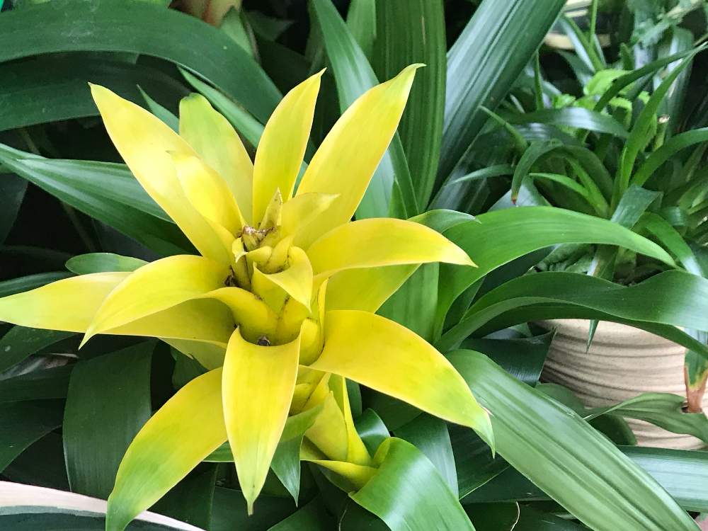 グズマニアの投稿画像 By ポローさん 黄色い花とやっぱり花が好き と鶴舞公園と名古屋市緑化センター 19月7月21日 Greensnap グリーンスナップ