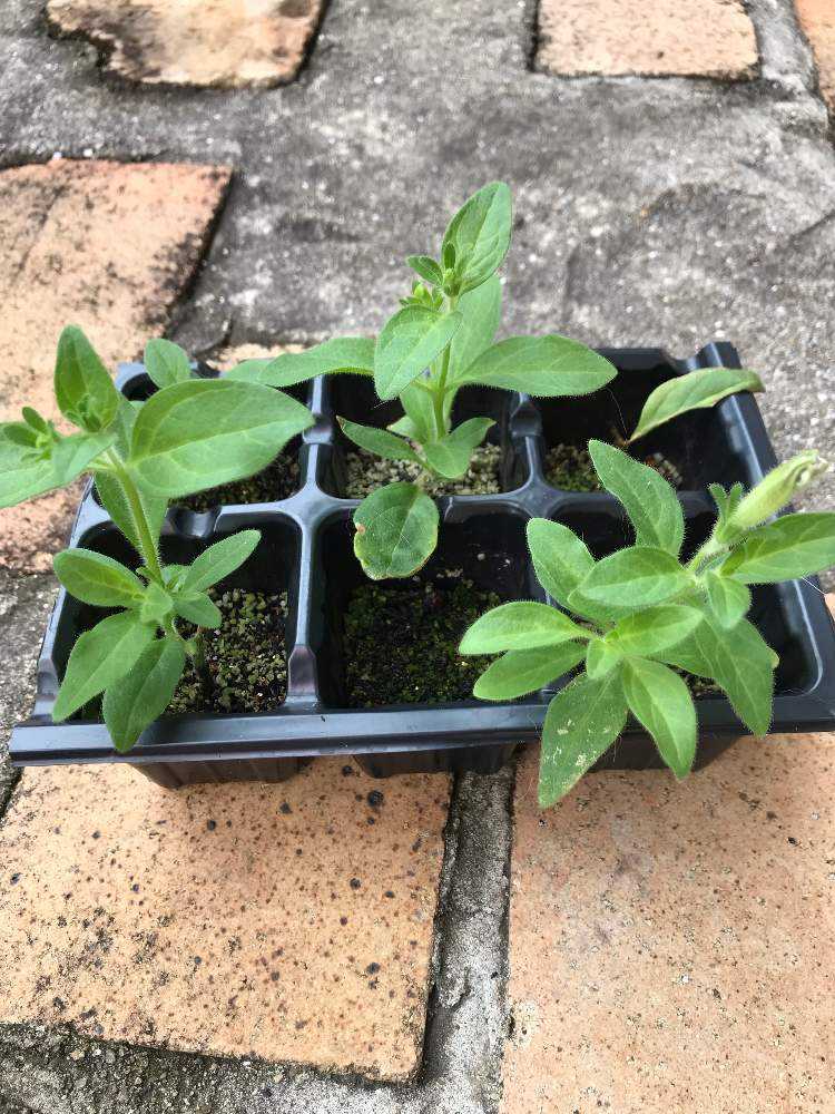 ペチュニア さくらさくらの挿し芽 Greensnap グリーンスナップ