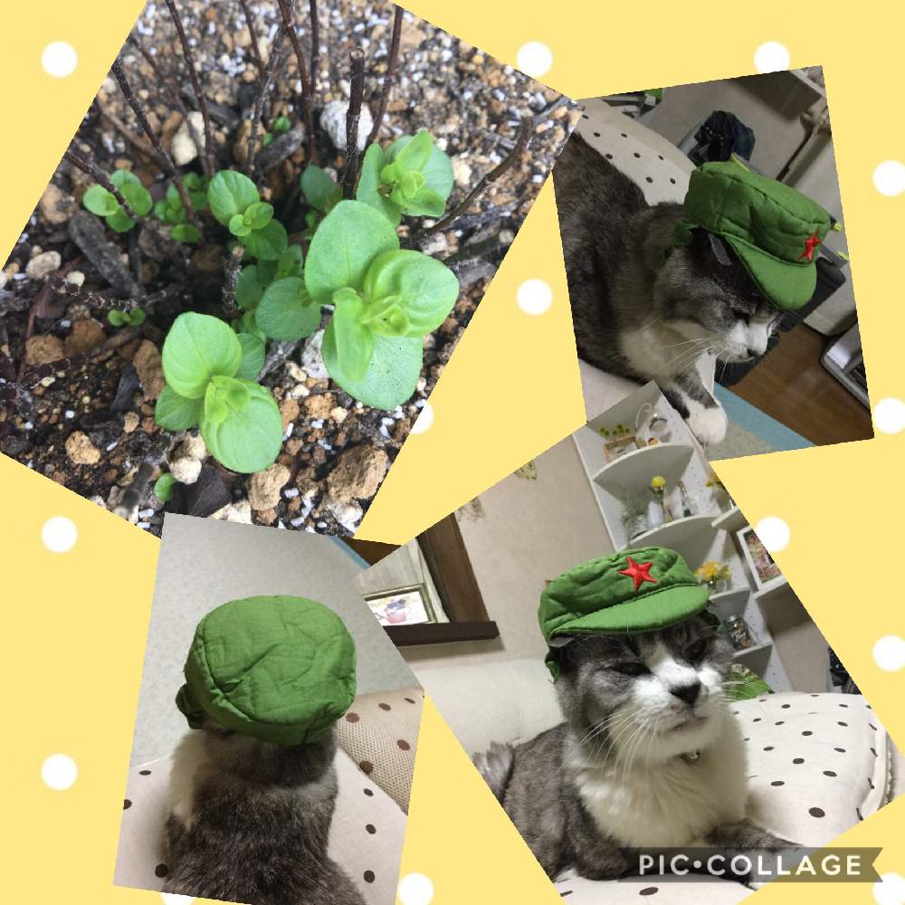 オレガノ ケントビューティーの投稿画像 by 月の雫さん｜すごい生命力 