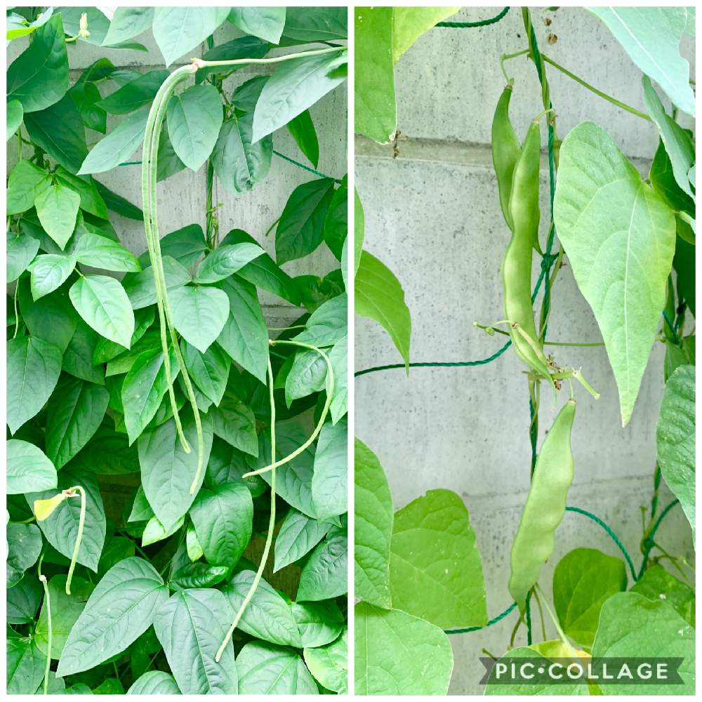 インゲンの投稿画像 By Ffさん 十六ササゲとお野菜と害虫駆除とガーデニングと花のある暮らしと家庭菜園奮闘日記と地植え 19月7月22日 Greensnap グリーンスナップ