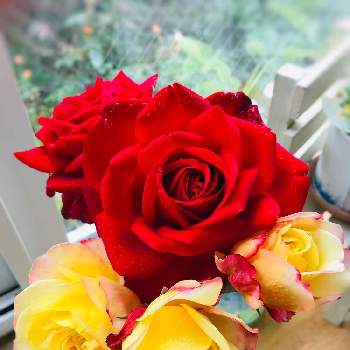 ♡コルデスジュビリーの画像 by magumiさん | 窓辺とボタニカルライフと豪華と深呼吸したくなる部屋フォトコンと真紅のバラとつるバラとナチュラルガーデンと♡コルデスジュビリーと今日の一枚と素敵な色合いと大輪の花と四季咲きとブルグンド81ーッ！と色の変化とナチュラルスタイルと花のある暮らしとかわいいと北海道とお花好きとベルバラ❤︎と黄色いバラ