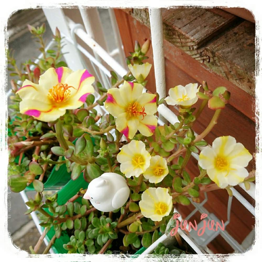 ポーチュラカ スターマジックの投稿画像 By 純々さん 花のある暮らしと多肉女子とポーチュラカ属とgreen Up 19月7月22日 Greensnap グリーンスナップ