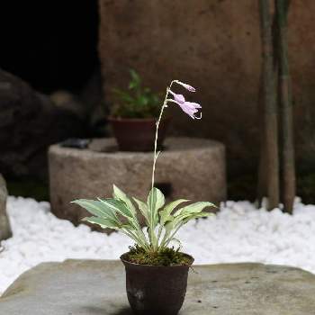 小さな鉢植えの投稿画像一覧 Greensnap グリーンスナップ 小さな鉢植えの投稿画像一覧 Greensnap グリーンスナップ