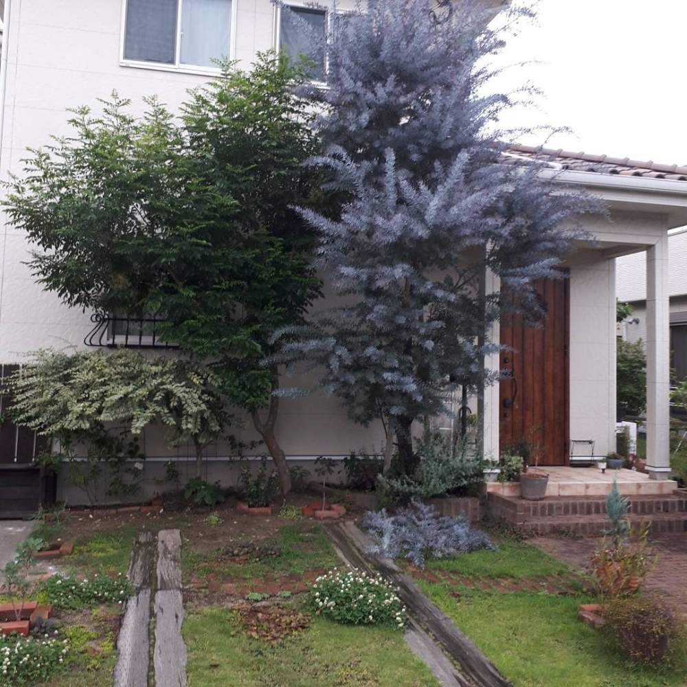 芝生を花壇にno 2 お客様 編 Greensnap グリーンスナップ