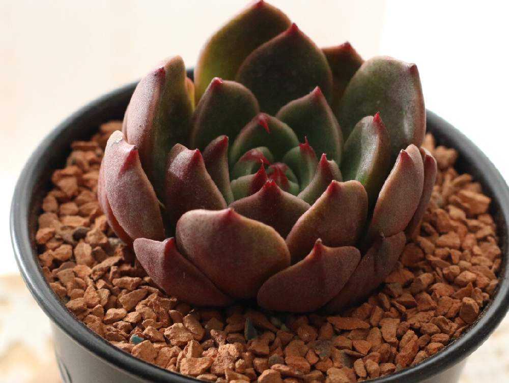 ルドルフNO3の経過を追ってみた｜🍀GreenSnap（グリーンスナップ）