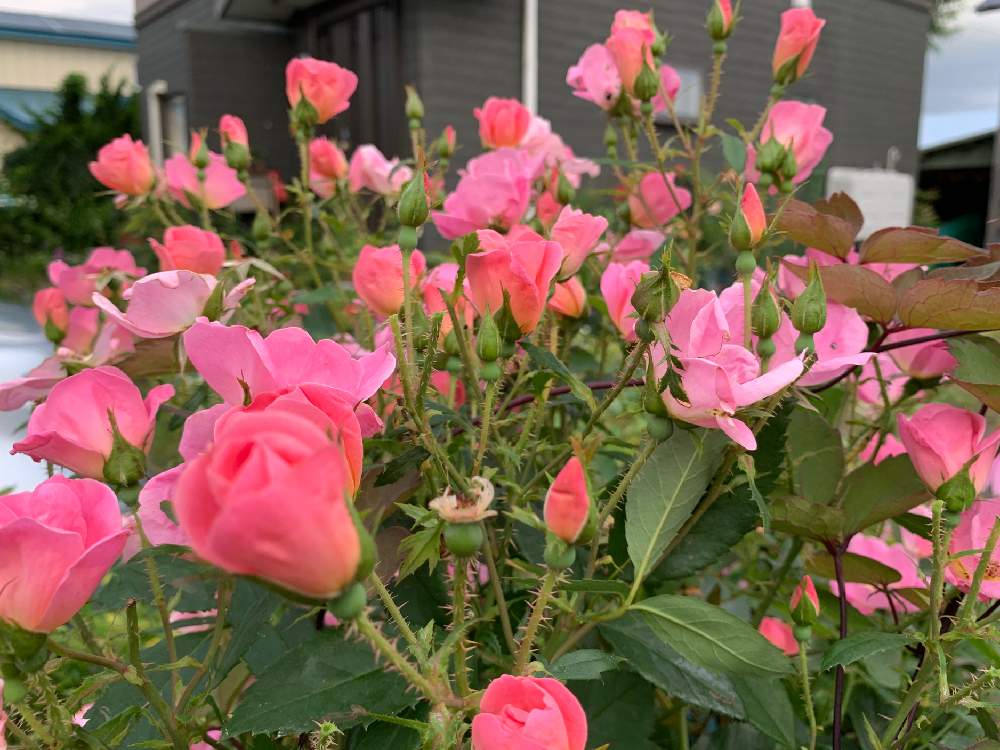 薔薇 レインボーノックアウトの投稿画像 By にこままさん 薔薇好き と癒し ๑ ᴗ ๑ と令和とバラ 鉢植えと愛おしくて と19年7月23日とガーデニングと花のある暮らし 19月7月23日 Greensnap グリーンスナップ