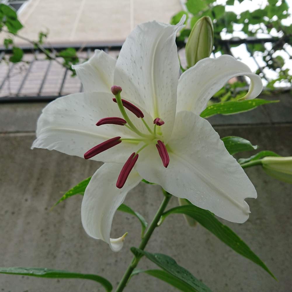 カサブランカの投稿画像 By なつめぐさん ユリとcasa Blancaと咲いた と白い花と今年も咲きました と一番好きな花と小さな庭と咲いた と白い 花と今年も咲きました と一番好きな花 19月7月23日 Greensnap グリーンスナップ Greensnap グリーン