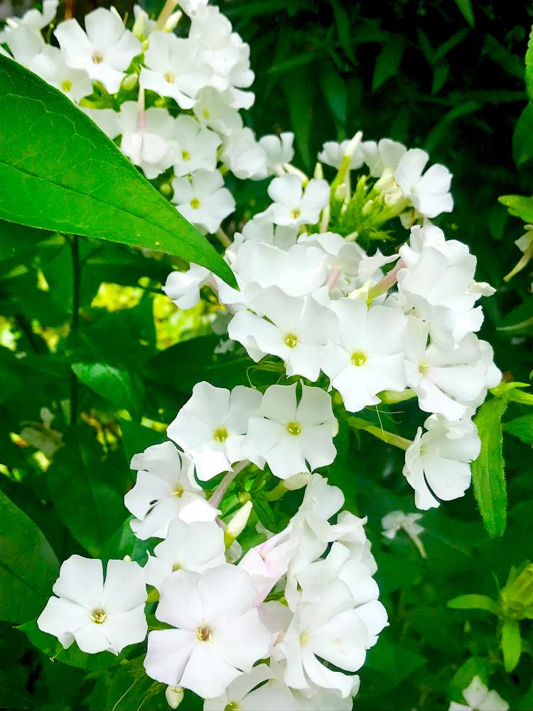 庭の花の投稿画像 By ブルーローズさん 宿根フロックス とフロックス と花のある暮らしと夏でも元気な花フォトコン 19月7月23日 Greensnap グリーンスナップ