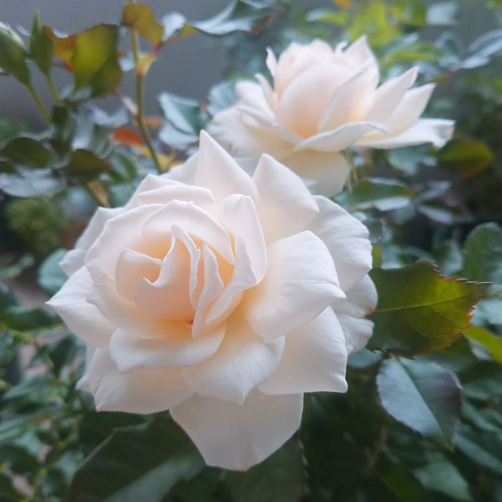 エーデルワイスの投稿画像 By そらさん ばら バラ 薔薇とありがとう とかわいい と白 大好きと自己大満足 とバルコニスト 19月7月23日 Greensnap グリーンスナップ