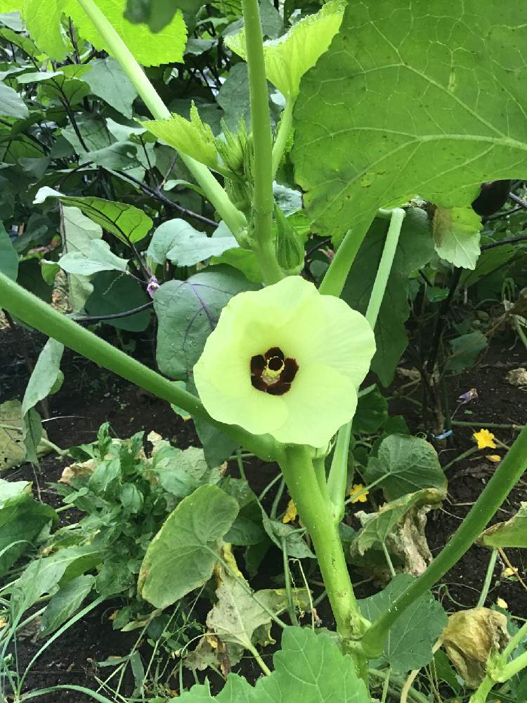 といくんさんの投稿画像 19月7月23日 Greensnap グリーンスナップ