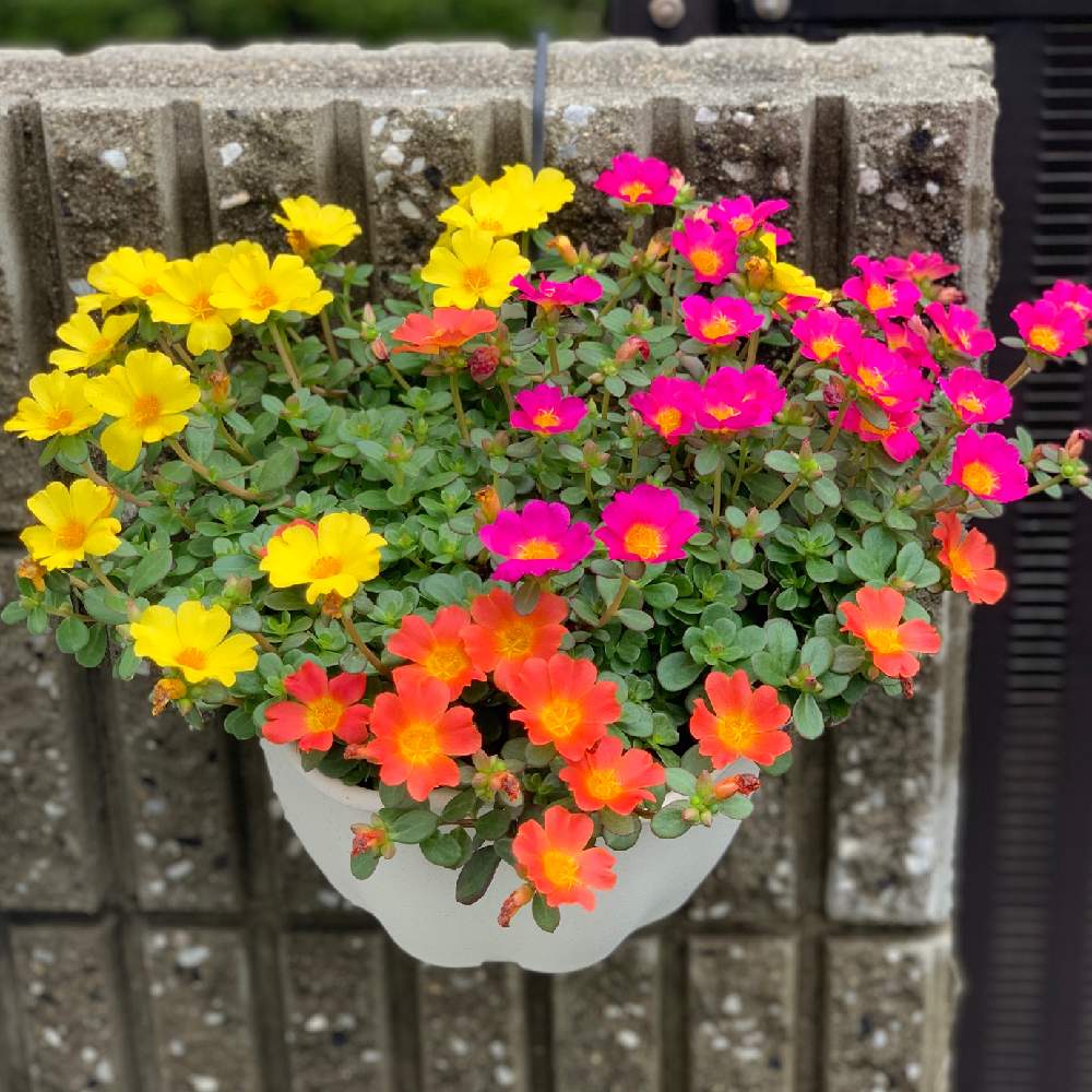 ポーチュラカの投稿画像 By ままちゃんこさん 雨上がりと成長記録と花のある暮らしと日陰の庭と夏でも元気な花フォトコンとgreen Up 19月7月23日 Greensnap グリーンスナップ