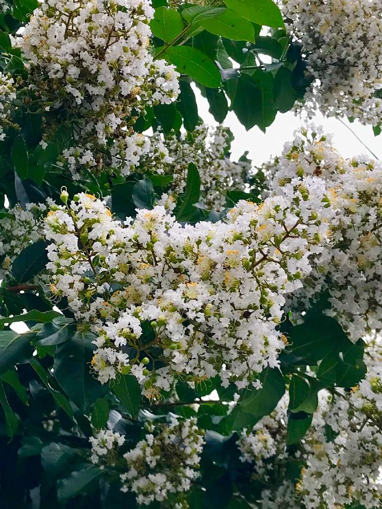 いい香りの投稿画像 By みなさん 街路樹と白い花と花のある暮らしとサルスベリとお出かけ先といい香りと街路樹と白い花と花のある暮らし 19月7月23日 Greensnap グリーンスナップ Greensnap グリーンスナップ