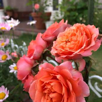 バラ きずなの画像 by 森Café さん | 小さな庭とバラ きずなと毎日が花曜日♡‧*˚✧と薔薇に魅せられてとボタニカルカフェと庭のある暮らしと花のある暮らしと夏でも元気な花フォトコン