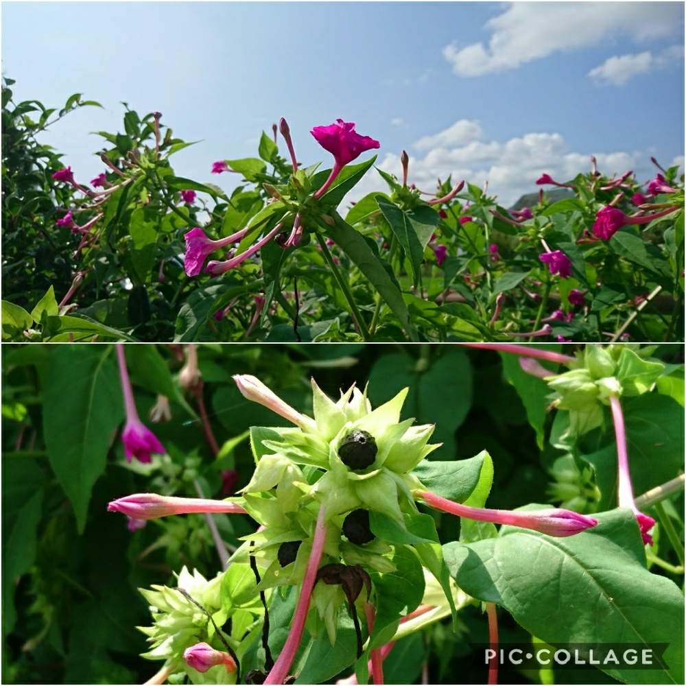 オシロイバナの投稿画像 By Tokoさん オシロイバナの種と空と花と出会いに感謝 とピンクと大事に育てたいと花のある暮らしと植物に癒されて 19月7月23日 Greensnap グリーンスナップ