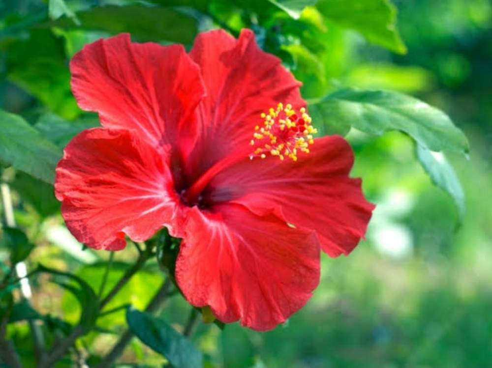 赤色の花の投稿画像 By Sinobuさん きれいと ハイビスカスと花のある暮らしとお花 19月7月23日 Greensnap グリーンスナップ