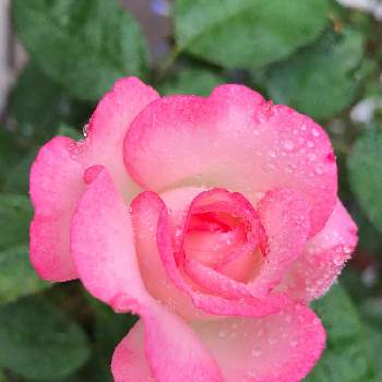 薔薇ニコルの画像 by チャパティさん | バルコニー/ベランダと花が咲いたと薔薇ニコルと香りは薄いとだから薔薇はやめられないとバラ 鉢植えとバラ鉢植えと花のある暮らしと薔薇♪と初めて咲いた❗️