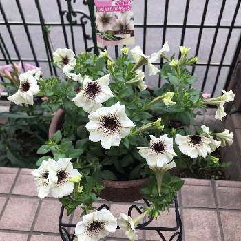 カプチーノ色の投稿画像一覧 Greensnap グリーンスナップ