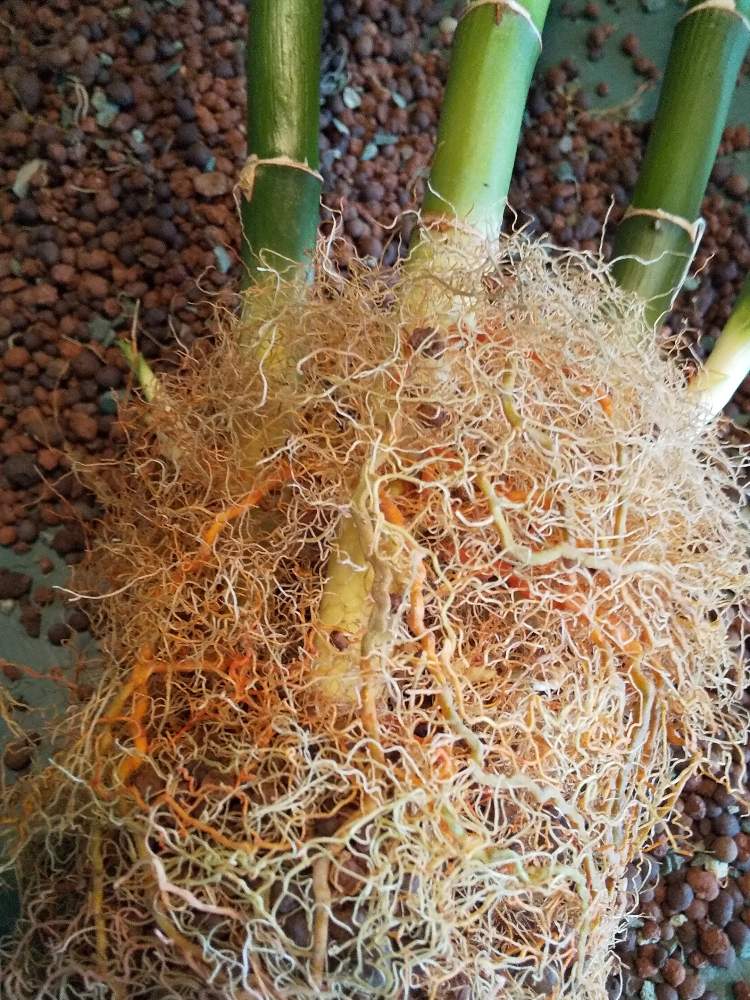 ミリオンバンブーの投稿画像 By Neruさん 観葉植物と水耕栽培と成長記録と根の観察 19月7月23日 Greensnap グリーンスナップ