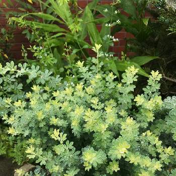 ロータス ブリムストーンの投稿画像一覧 Greensnap グリーンスナップ ロータス ブリムストーンの投稿画像一覧 Greensnap グリーンスナップ