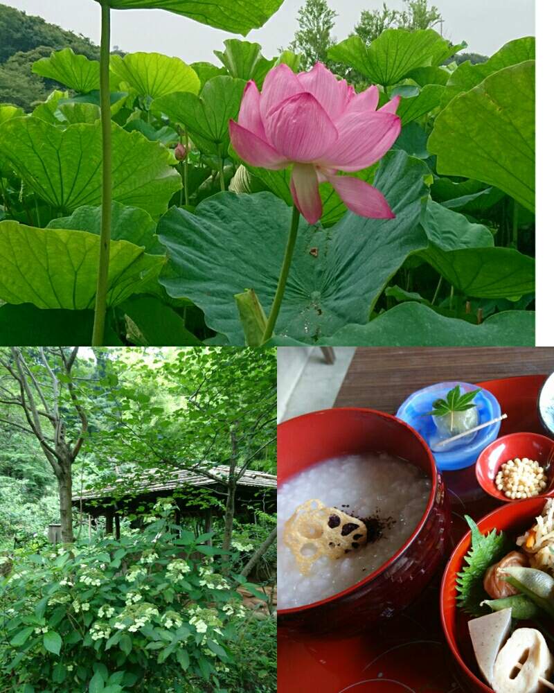 蓮のある風景の投稿画像 By Yasuchanさん れんこんと 蓮の花と花のある暮らしと三渓園と神奈川県の風景 19月7月23日 Greensnap グリーンスナップ
