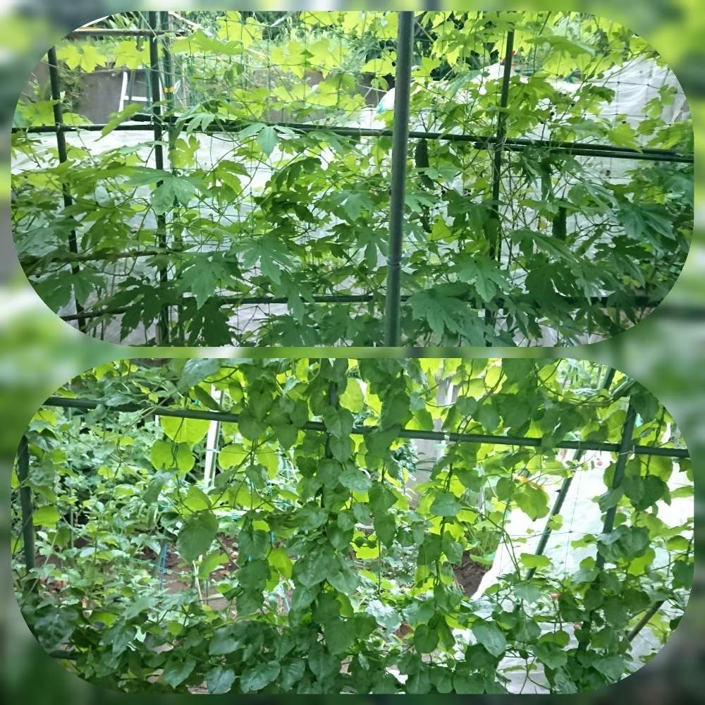 ゴーヤグリーンカーテンの投稿画像 By テルさん オカワカメカーテンと家庭菜園とゴーヤーと おかわかめ 19月7月23日 Greensnap グリーンスナップ