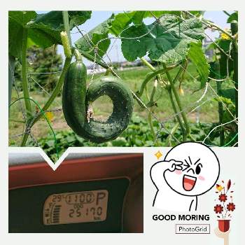 曲がったキュウリの投稿画像一覧 Greensnap グリーンスナップ