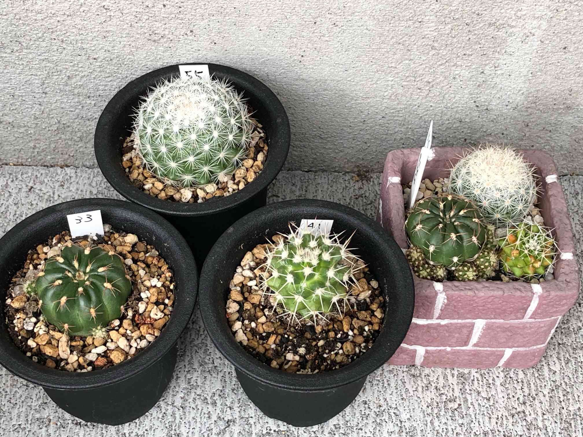 サボテンの投稿画像 by ぽむさん｜サボテン科と多肉のある暮らしと