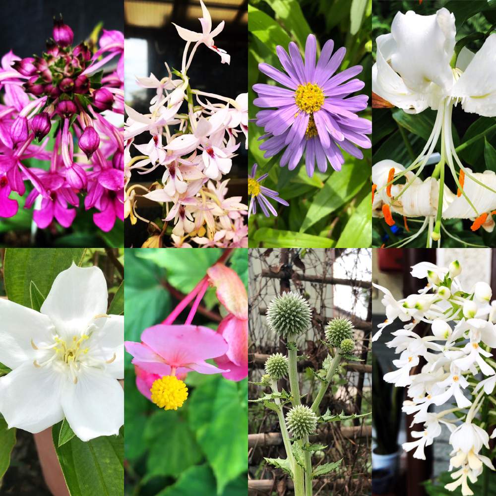 ご近所さんの植物の投稿画像 By Tonton11さん 梅雨明け楽しみと文月と花のある暮らしと植物名人の庭で 19月7月23日 Greensnap グリーンスナップ