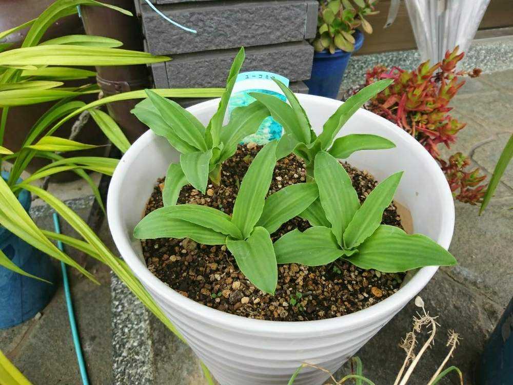 パイナップルリリーの成長記録｜🍀GreenSnap（グリーンスナップ）