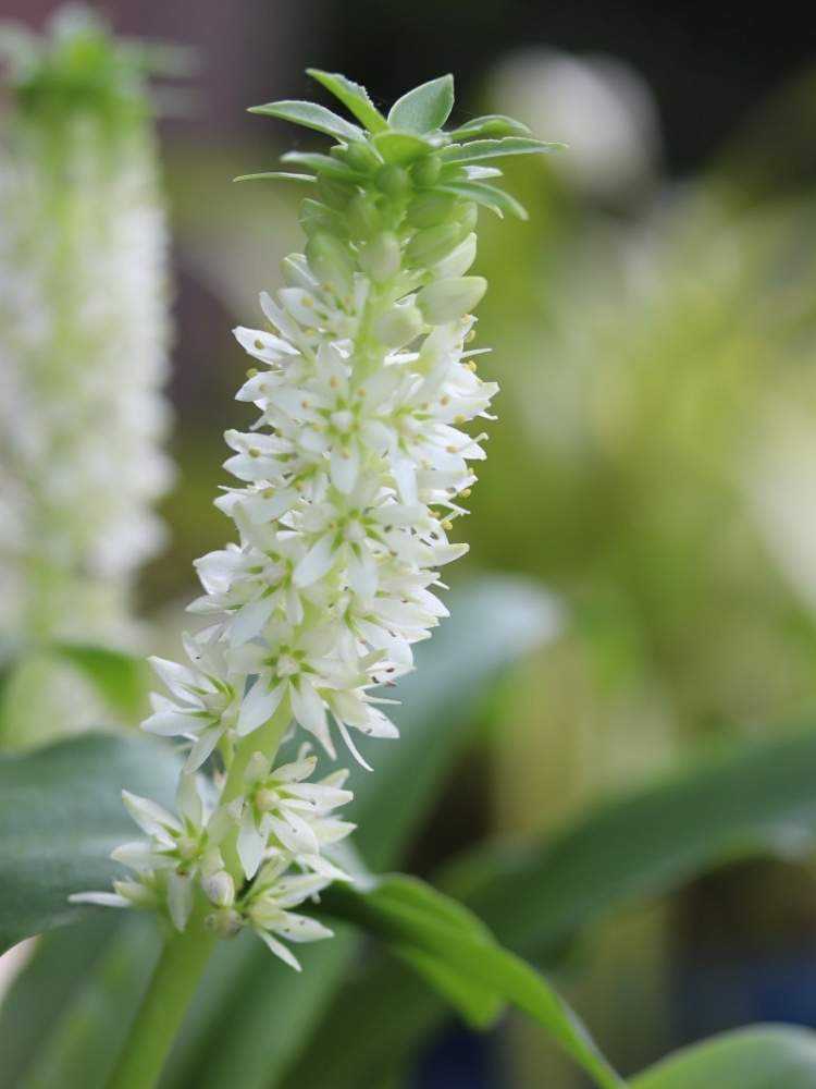 パイナップルリリーの成長記録｜🍀GreenSnap（グリーンスナップ）