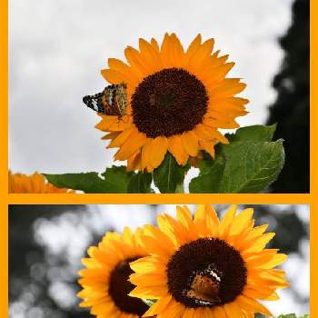ツマグロヒョウモン♀の画像 by 花と虫と風と空とさん | ヒマワリとミツバチさんとツマグロヒョウモン♀