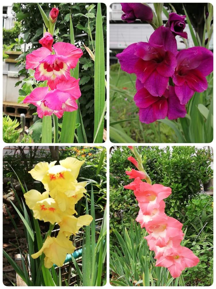 グラジオラスの投稿画像 By すみさん ムラサキの花とピンクの花と通勤途中とお散歩中にてと黄色い花 19月7月24日 Greensnap グリーンスナップ